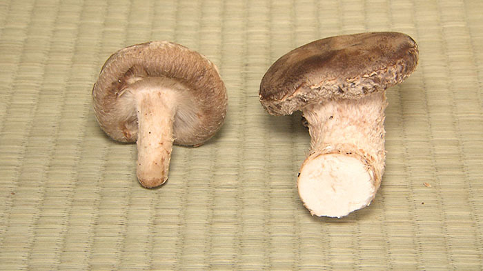 出張DASH村 ～八丈島 椎茸～｜ザ！鉄腕！DASH!!｜日本テレビ