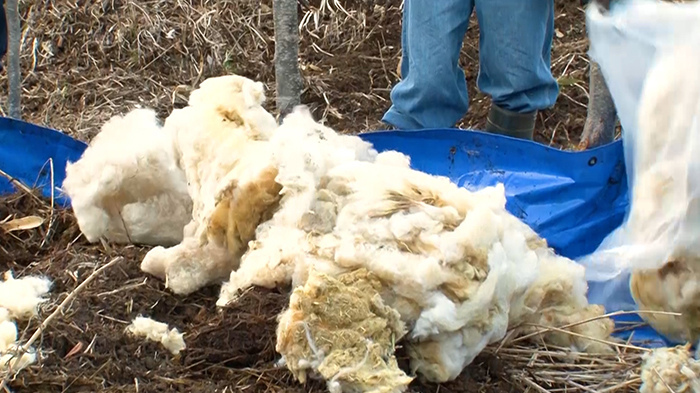 Dash村 福島 葛尾村の荒れ地を田んぼに ザ 鉄腕 Dash 日本テレビ