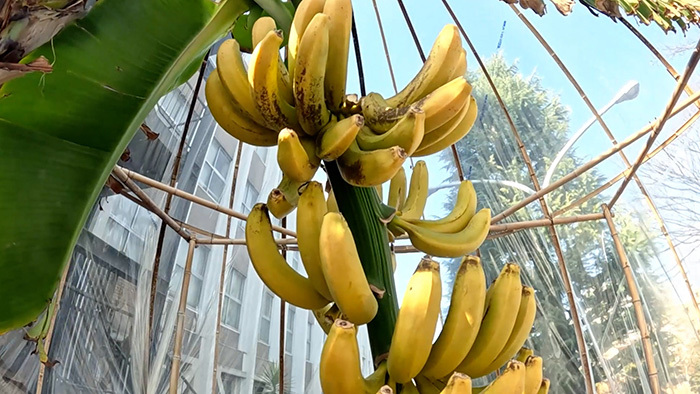 新宿DASH ～真冬に奇跡の完熟バナナ作れるか！？～｜ザ！鉄腕！DASH