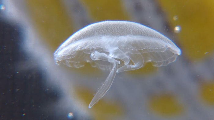 Dash海岸 クラゲ ザ 鉄腕 Dash 日本テレビ