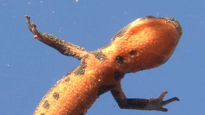 新宿dash 新宿の屋上にメダカの学校作れるか ザ 鉄腕 Dash 日本テレビ