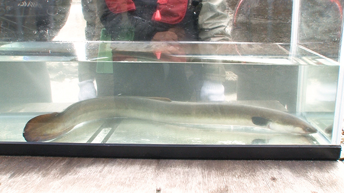 Dash海岸 深海調査 ザ 鉄腕 Dash 日本テレビ