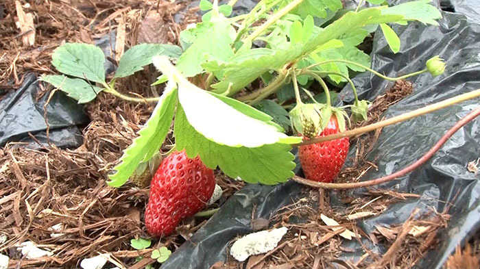 新宿DASH ～福羽イチゴと新宿虫-1グランプリ！～｜ザ！鉄腕！DASH