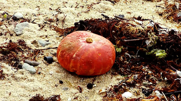 Dash島 漂着カボチャ育てられるか ザ 鉄腕 Dash 日本テレビ