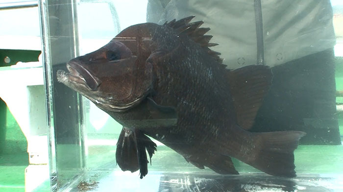 Dash海岸 アカヤガラ ザ 鉄腕 Dash 日本テレビ