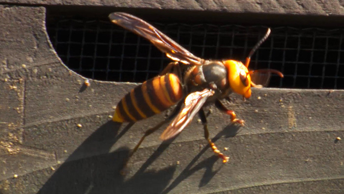 グリル厄介 ～最恐スズメバチ～｜ザ！鉄腕！DASH!!｜日本テレビ