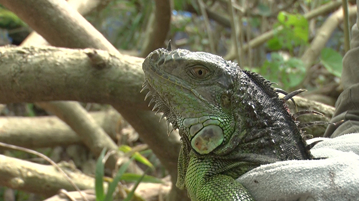 グリル厄介 石垣島 グリーンイグアナ ザ 鉄腕 Dash 日本テレビ