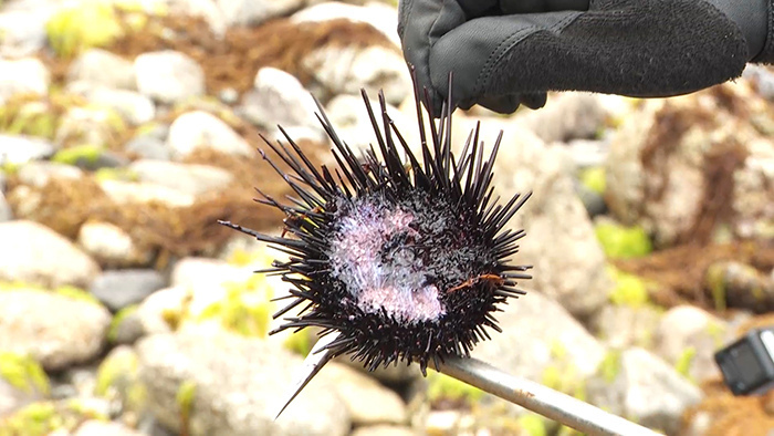 Dash島 生き物図鑑 其の2 ザ 鉄腕 Dash 日本テレビ