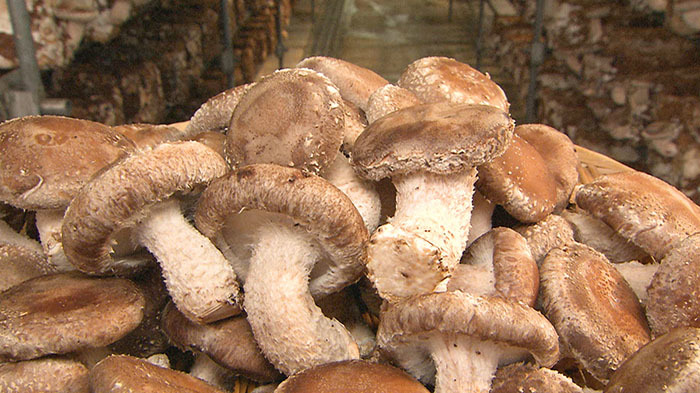 シイタケです 出張DASH村 ～八丈島 椎茸～｜ザ！鉄腕！DASH!!｜日本テレビ