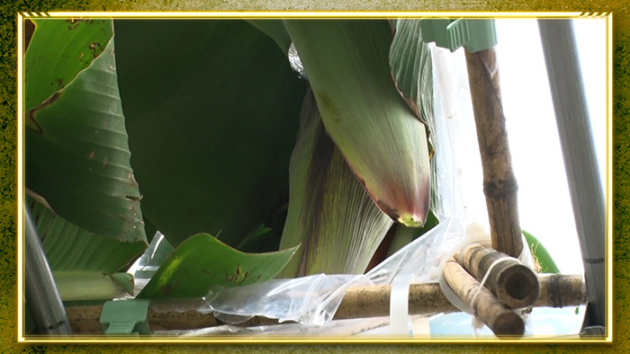 新宿DASH ～真冬に奇跡の完熟バナナ作れるか！？～｜ザ！鉄腕！DASH