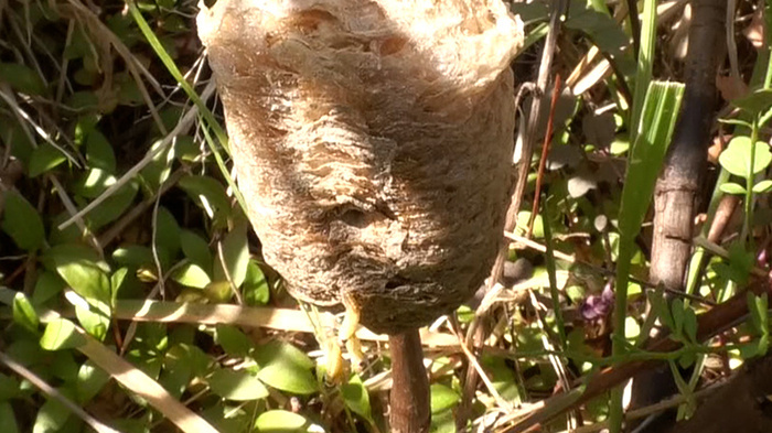 新宿dash カマキリ ザ 鉄腕 Dash 日本テレビ