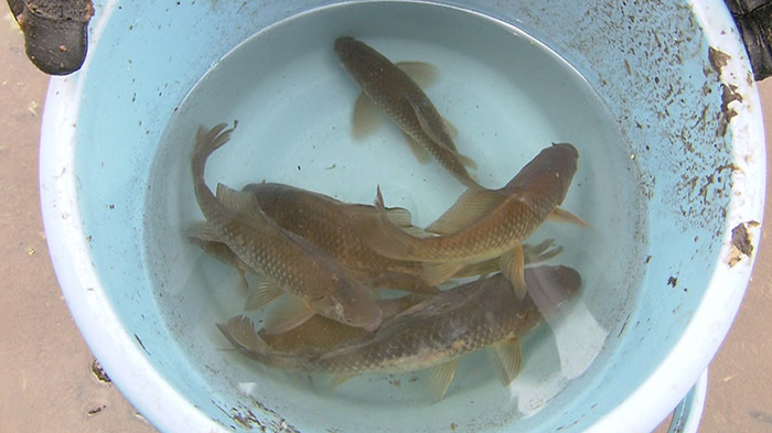 ♦︎ OGAWA / 湿地帯と金魚 創業90年以上の老舗で、熱帯魚・水草・金魚・川魚・錦鯉の専門店「吉田