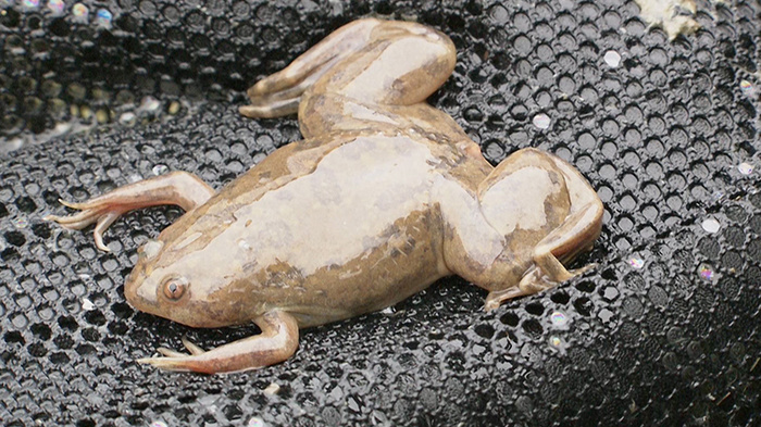 グリル厄介 ～アフリカツメガエル 水の底に潜む厄介者～｜ザ！鉄腕