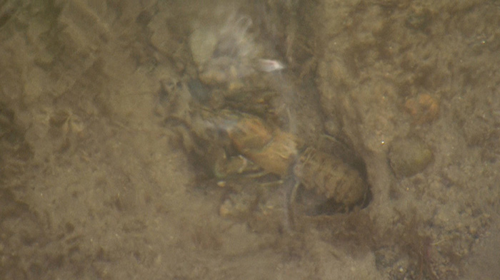 グリル厄介 ～北の侵略者 ウチダザリガニ～｜ザ！鉄腕！DASH!!｜日本テレビ