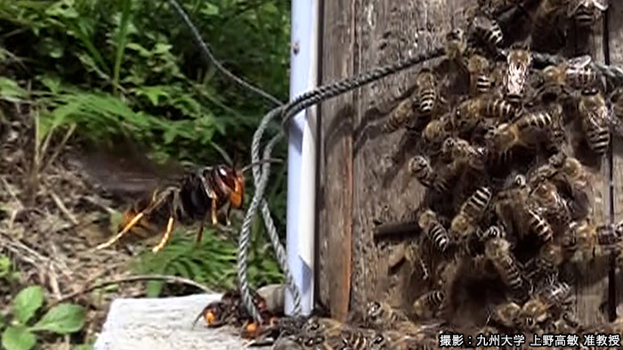 グリル厄介 韓国から襲来 ツマアカスズメバチ ザ 鉄腕 Dash 日本テレビ