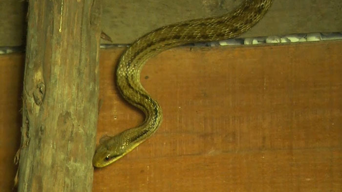 Dash島 生き物図鑑を作ろう ザ 鉄腕 Dash 日本テレビ