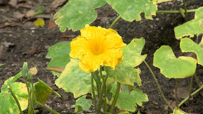 Dash島 漂着カボチャ育てられるか ザ 鉄腕 Dash 日本テレビ