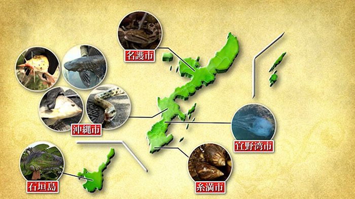グリル厄介 鎧をまとった外来魚 ザ 鉄腕 Dash ニュース テレビドガッチ