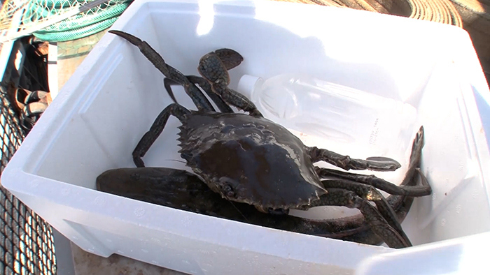 Dash 0円食堂 高知県高知市 ザ 鉄腕 Dash 日本テレビ