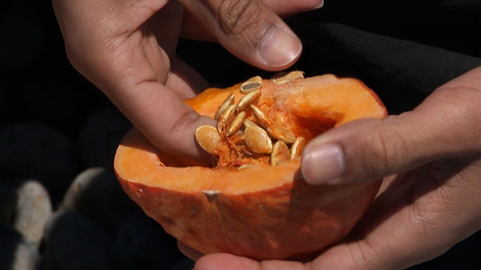 Dash島 漂着カボチャ育てられるか ザ 鉄腕 Dash 日本テレビ