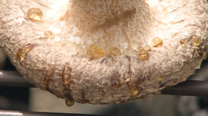 シイタケです シイタケ Lentinula edodes ツキヨタケ科 Omphalotaceae シイタケ属