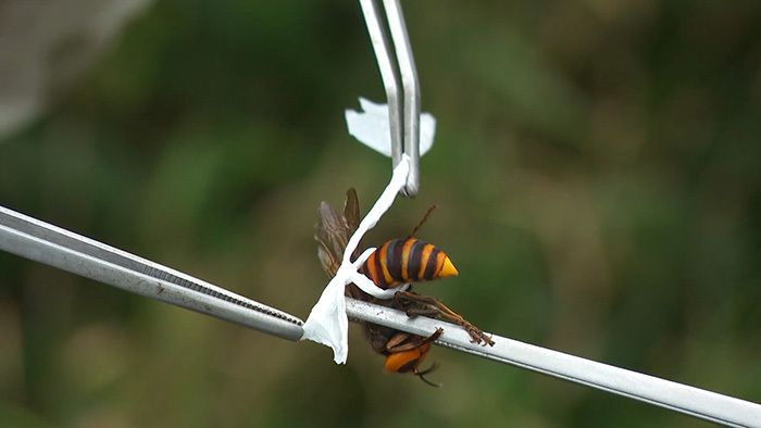 グリル厄介 ～最恐スズメバチ～｜ザ！鉄腕！DASH!!｜日本テレビ