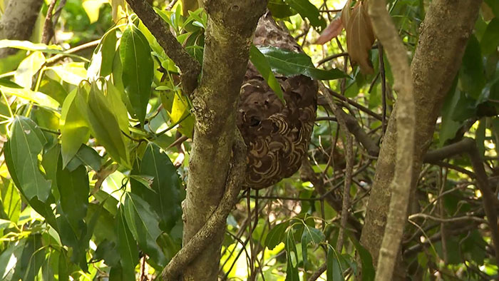 DASH島 ～縁起物でハッチーバー巣デイ～｜ザ！鉄腕！DASH!!｜日本テレビ