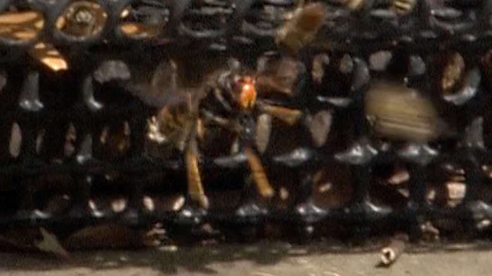 グリル厄介 韓国から襲来 ツマアカスズメバチ ザ 鉄腕 Dash 日本テレビ