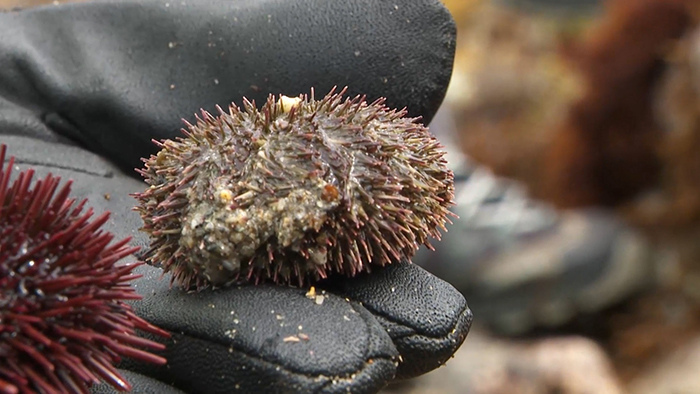 Dash島 生き物図鑑 其の2 ザ 鉄腕 Dash 日本テレビ