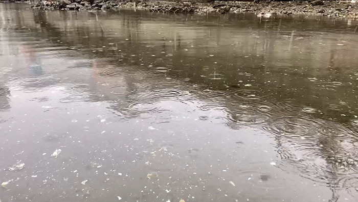 Dash海岸 クラゲ ザ 鉄腕 Dash 日本テレビ