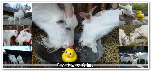 �}�T���ʐ^��