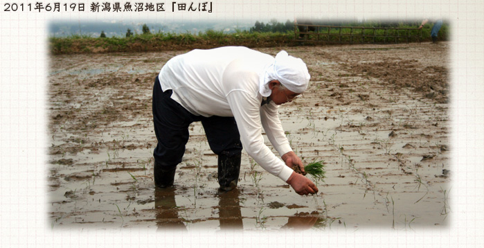 2011年6月19日 新潟県魚沼地区『田んぼ』