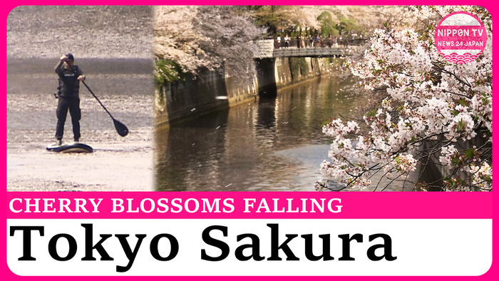 Visitors flock to Tokyo's Meguro River to see cherry blossoms falling
