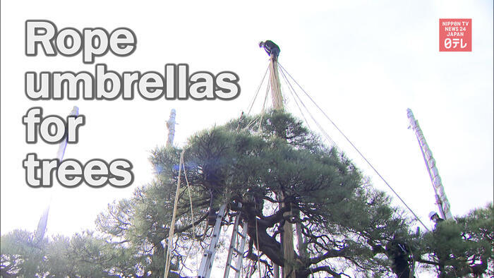 Trees get rope umbrellas at Japanese garden