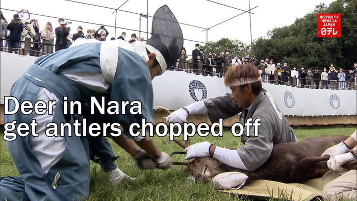 Deer in Nara get antlers chopped off