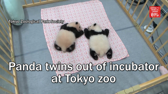 Panda twins out of incubator at Tokyo zoo
