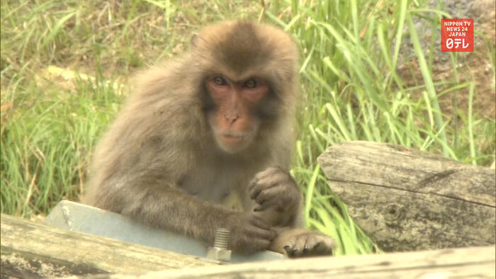 70 monkeys escape their pen again