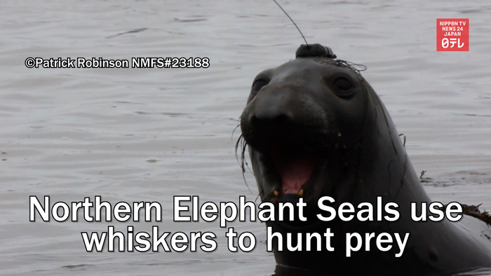 Research shows Northern Elephant Seals use whiskers to hunt prey underwater