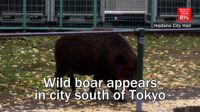 Wild boar appears in city south of Tokyo