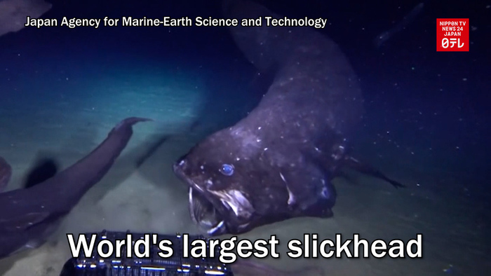 World's largest slickhead observed in deep sea off Japan