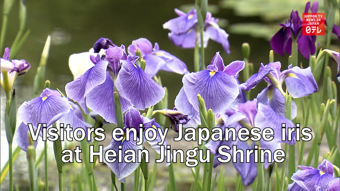 Visitors enjoy Japanese iris at Heian Jingu Shrine