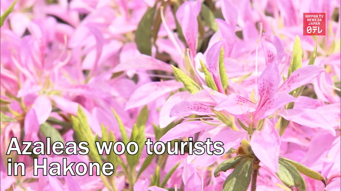 Azaleas woo tourists in Hakone