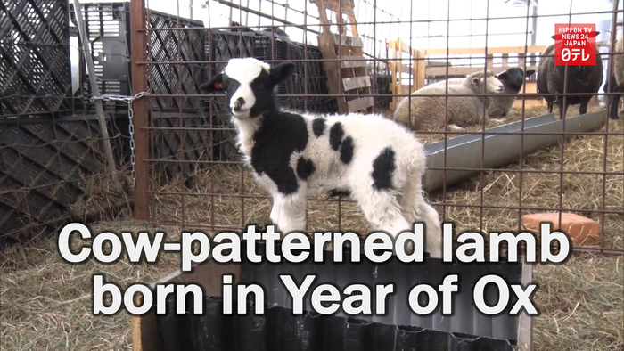 Cow-patterned lamb born in Year of Ox