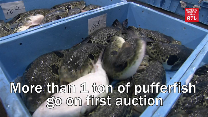 More than one ton of pufferfish go on first auction in southwestern Japan 