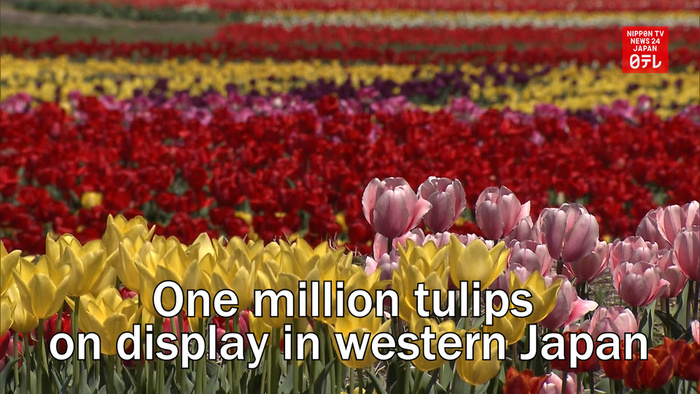 One million tulips on display in western Japan