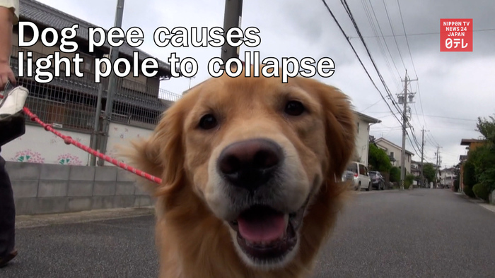 Dog pee causes light pole to collapse