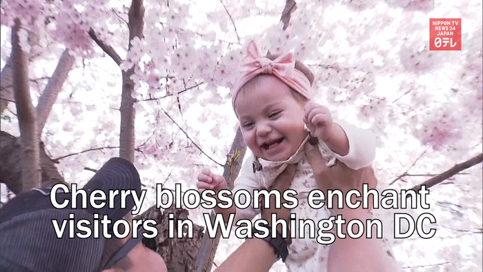 Cherry blossoms enchant visitors in Washington DC