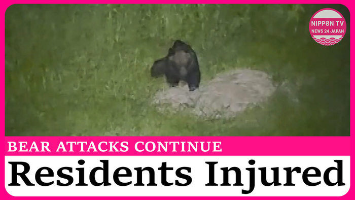 Bear attacks on the rise in northern Japan this summer