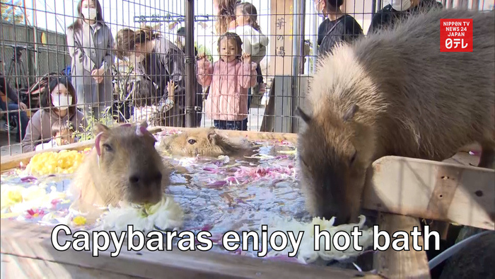 Capybaras enjoy hot bath at Nagano zoo