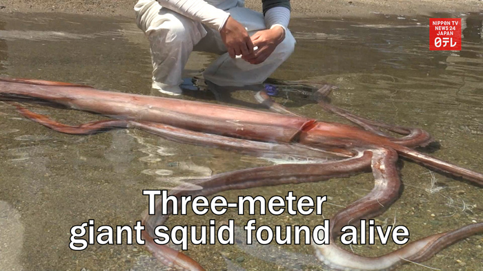 Three-meter giant squid found alive